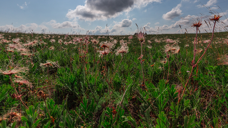 Seedy by Stino Scaletta